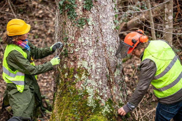 How Our Tree Care Process Works  in  Mission, TX