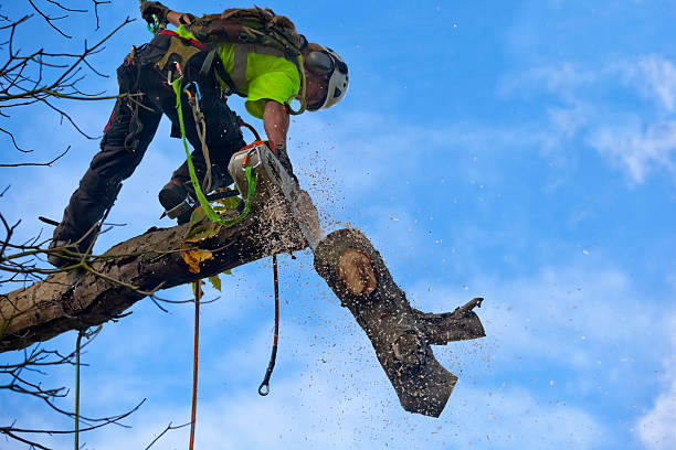 Trusted Mission, TX Tree Care Experts